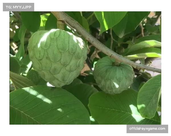 前丹麦国手莫滕·奥尔森执教洛杉矶男手夺得美国首届全国杯冠军